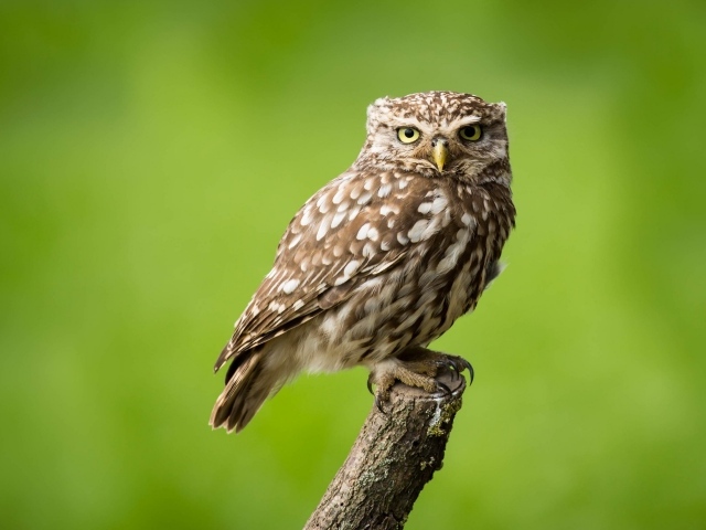 Сова сидит на ветке на зеленом фоне