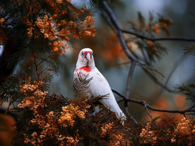 Попугай сидит на ветке туи 