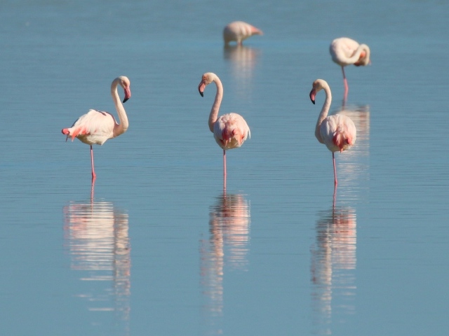 Розовые птицы фламинго стоят в воде 