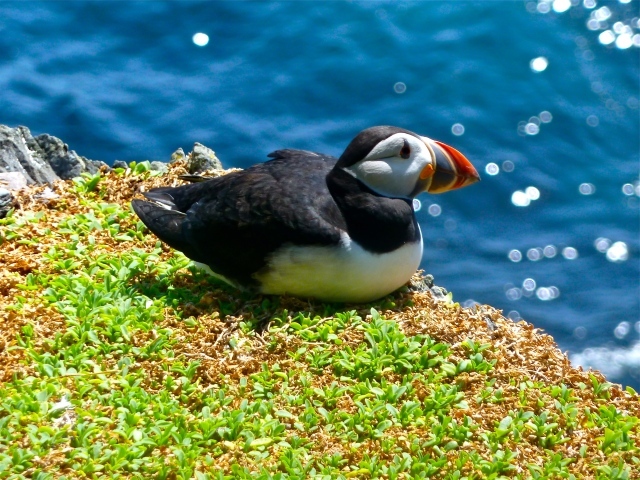 Птица тупик сидит у воды на траве