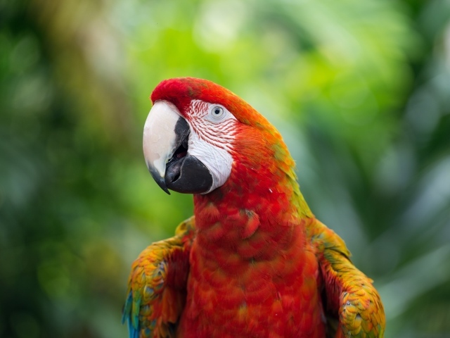 Красный большой попугай ара крупным планом