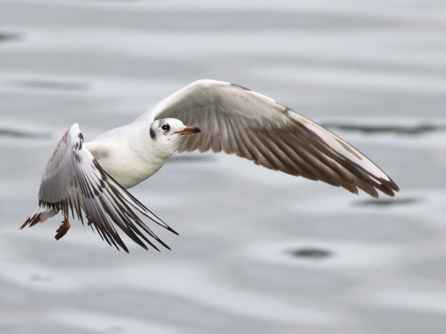 Чайка пролетает над водой