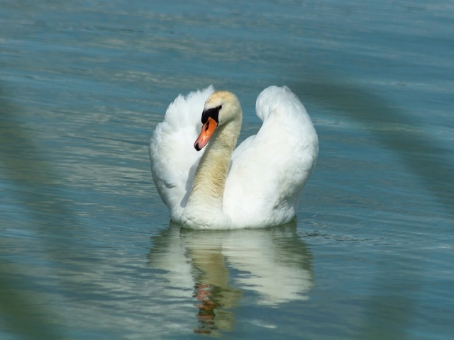 Плавное движение грациозного белого лебедя 