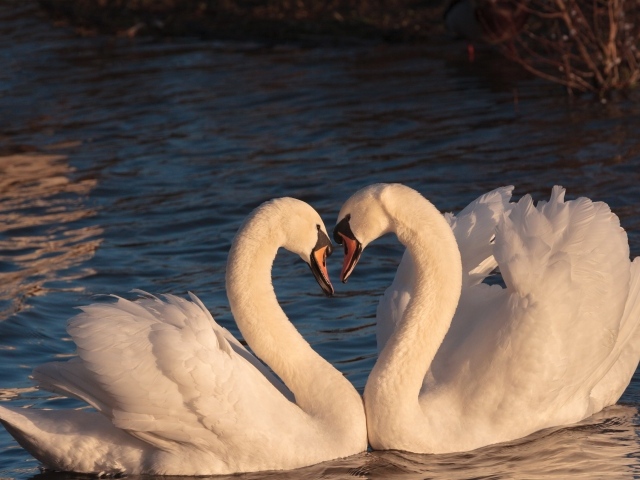 Два красивых влюбленных белых лебедя в воде 