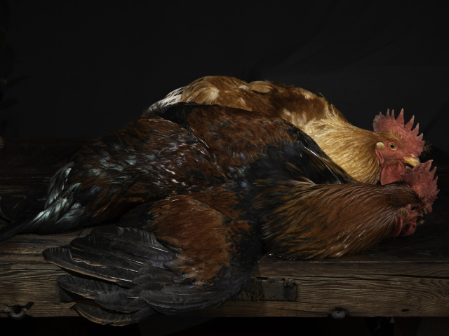 Два коричневых петуха на столе 