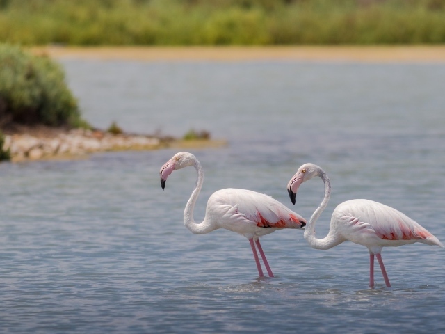 Два фламинго стоят в воде 
