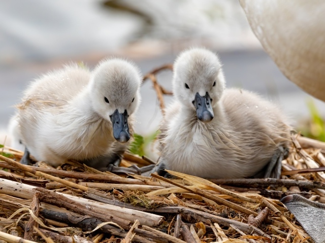 Два маленьких лебедя в гнезде 