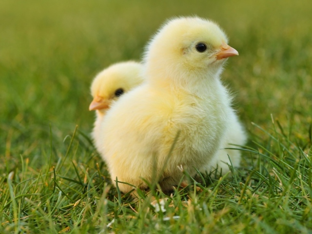 Два маленьких желтых цыпленка в зеленой траве 