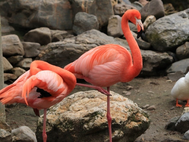 Два розовых фламинго в зоопарке у камней