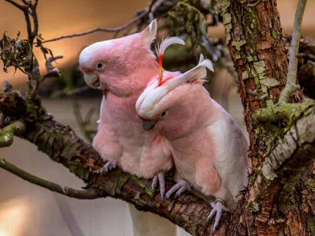 Два розовых  попугая на ветке дерева