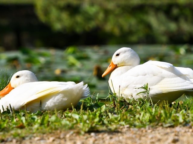 Две белые утки сидят на зеленой траве