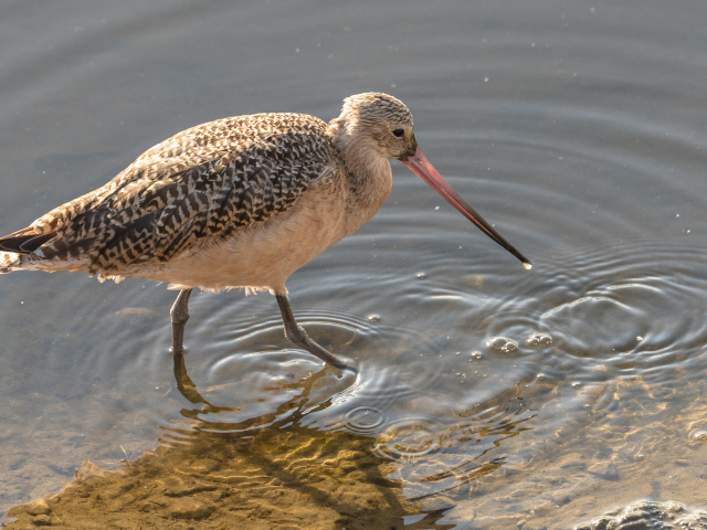 Перепончатопалый улит  с длинным клювом в воде 