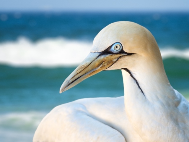 Белая капская олуша крупным планом