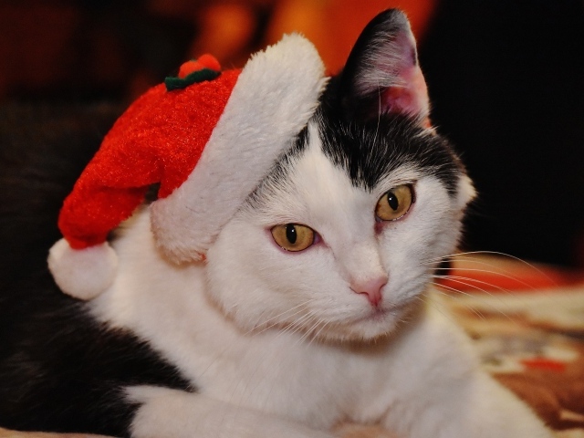 Красивый черно-белый кот в новогодней шапке