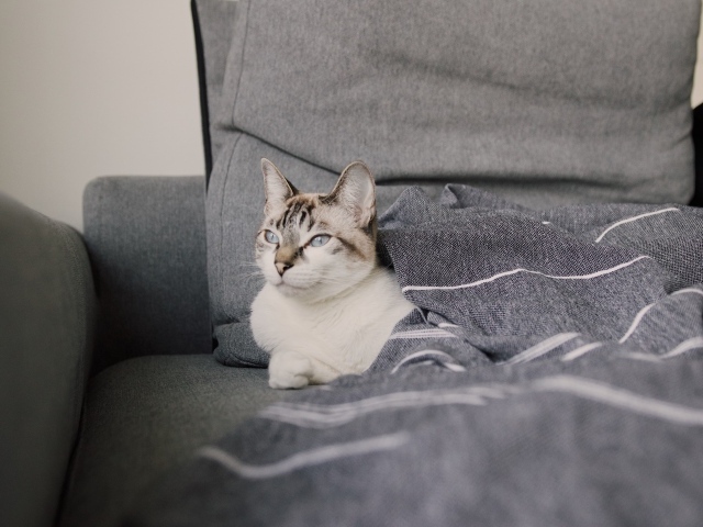 Красивая голубоглазая кошка лежит под одеялом