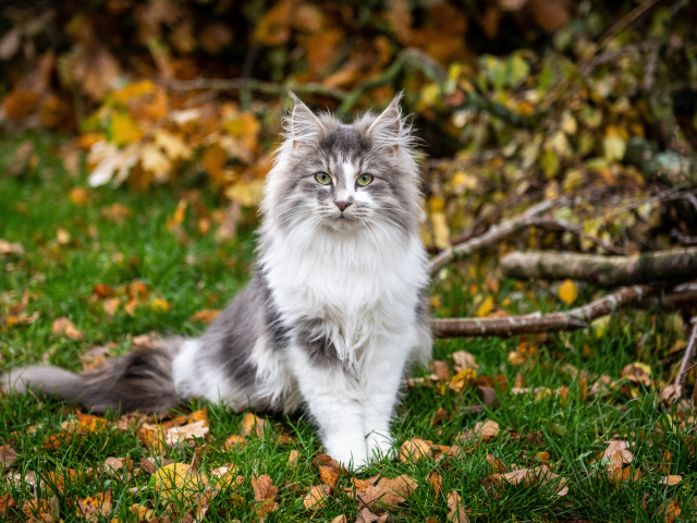 Красивый пушистый кот сидит на траве с желтыми листьями
