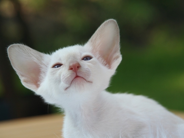 Красивый маленький белый котенок ориентал