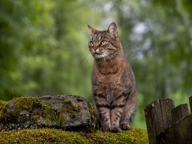 Большой серый кот сидит на камне у забора