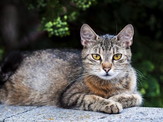Большой серый кот с желтыми глазами лежит на камне