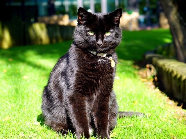 Черный красивый кот сидит на зеленой траве