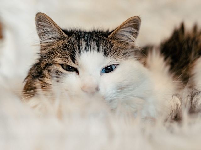 Кот с разными глазами на диване