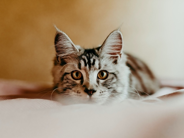 Любопытный взгляд маленького серого котенка 