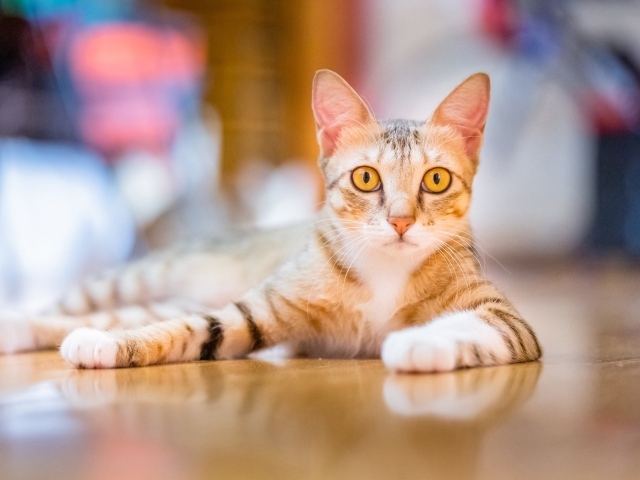 Домашняя кошка с желтыми глазами лежит на полу