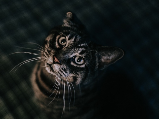 Домашний полосатый серый кот  