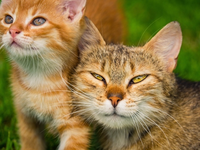 Серая кошка с рыжим котенком