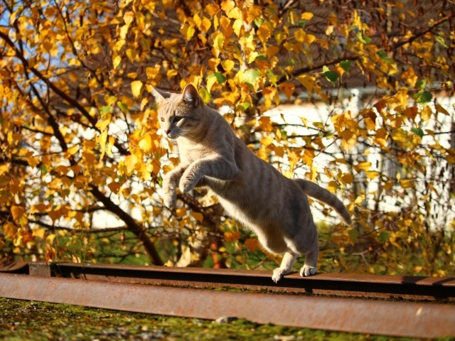 Прыжок рыжего кота на улице осенью 
