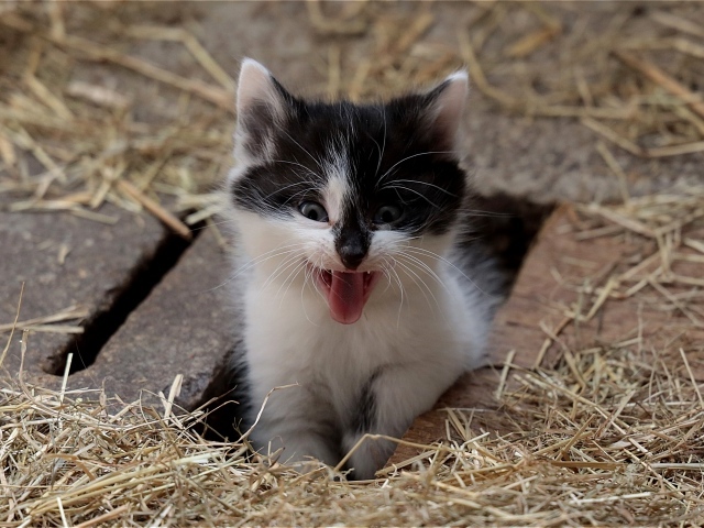 Маленький смешной черно- белый котенок зевает 