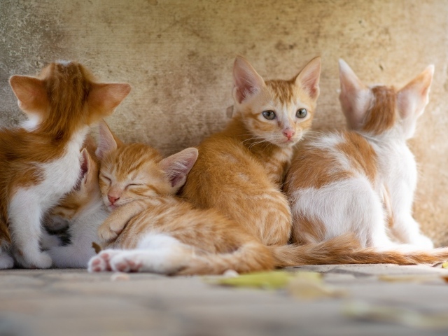 Маленькие рыжие котята у стены