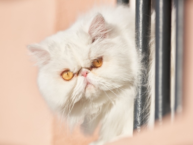 Морда белого персидского кота крупным планом 