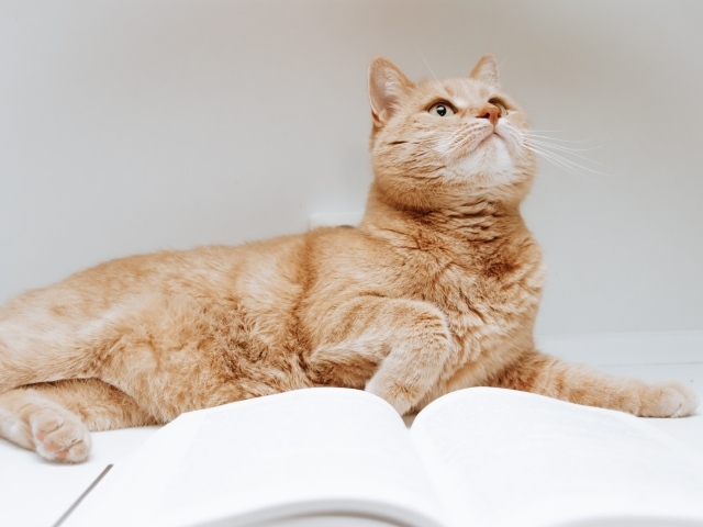 Рыжий кот с книгой на сером фоне