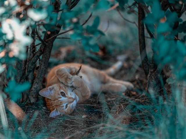 Маленький рыжий котенок в ветках 
