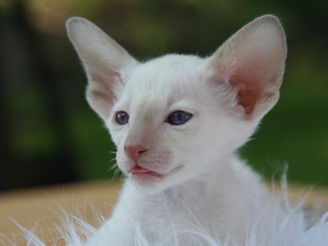 Маленький белый котенок с большими ушами 