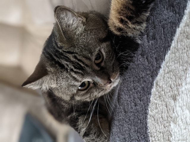 Полосатый серый кот лежит на покрывале