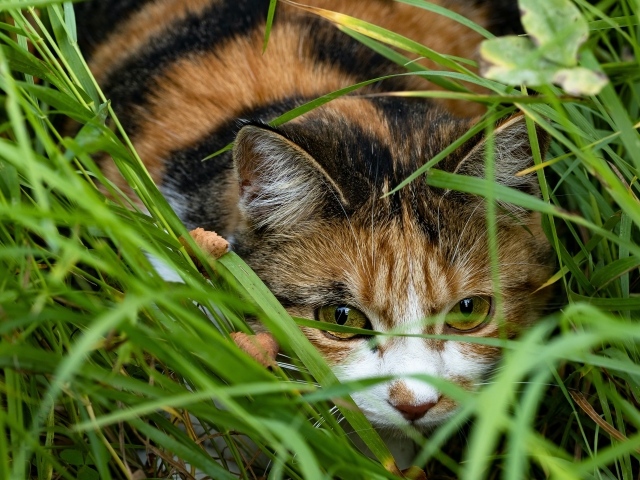 Трехцветная кошка прячется в зеленой траве