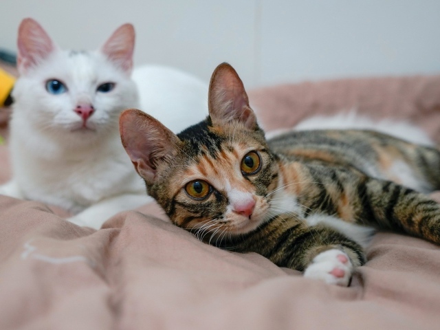Две милые кошки лежат на кровати 