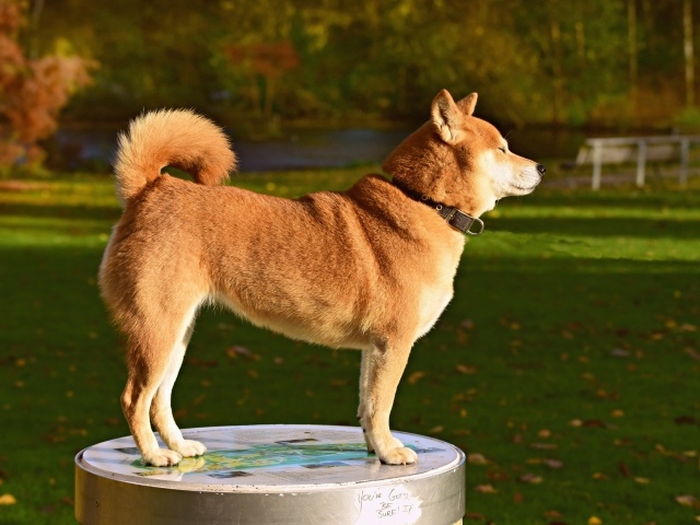 Собака породы акита ину в лучах солнца