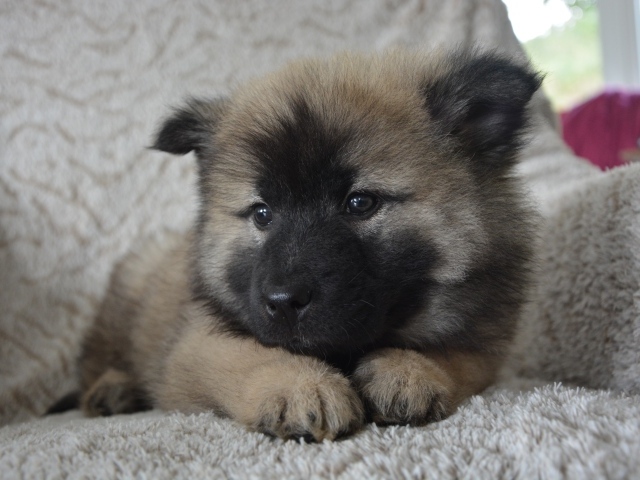 Щенок акита ину лежит на кресле 