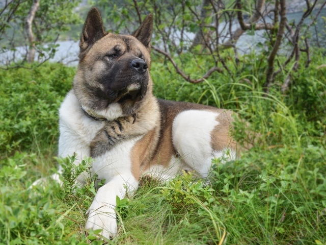 Американская акита лежит на траве