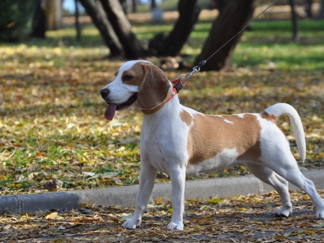 Красивый пес  породы бигль в парке 