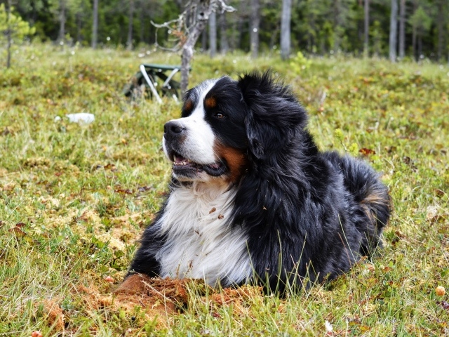 Бернский зенненхунд отдыхает на зеленой траве 