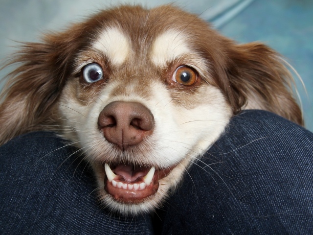 Веселая собака с разноцветными глазами