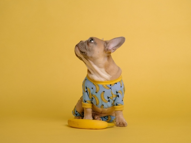 Милый французский бульдог в костюме