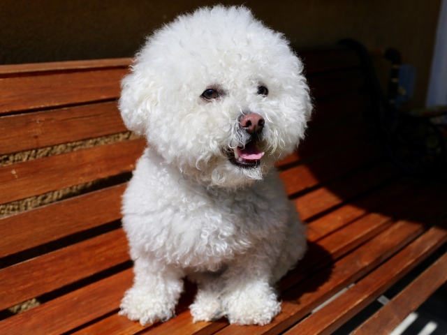 Пушистый белый щенок пуделя сидит на лавке