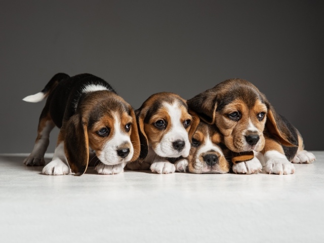 Четыре щенка бигля на сером фоне 