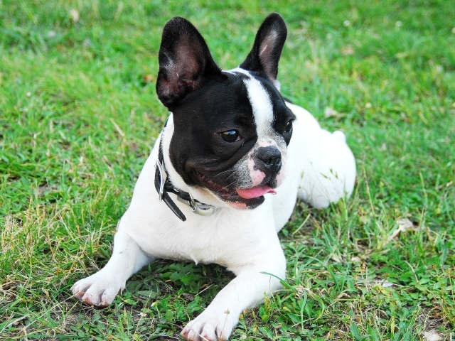 Французский бульдог с высунутым языком лежит на траве