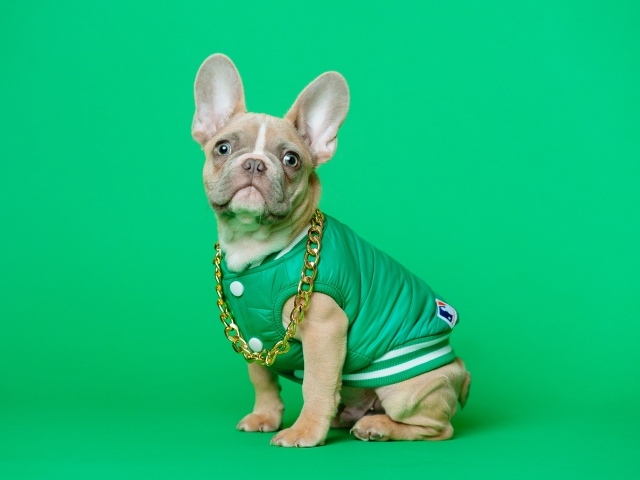 Французский бульдог в костюме с золотой цепью на зеленом фоне
